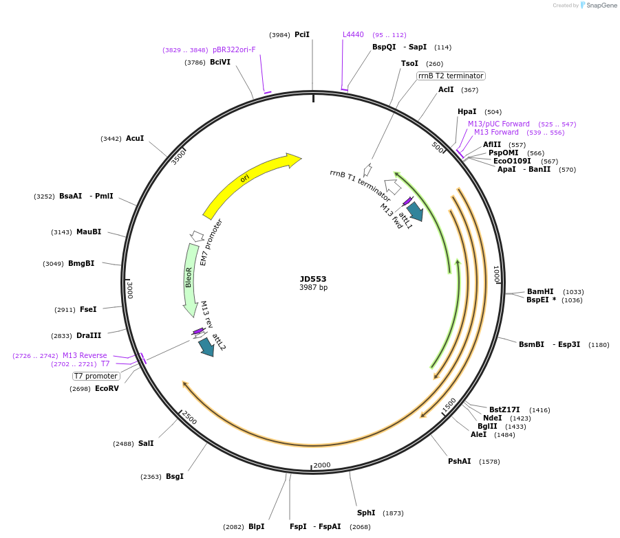 160392-plasmid-map-sequence-id-317235