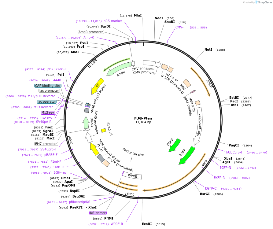 140732-plasmid-map-sequence-id-317246