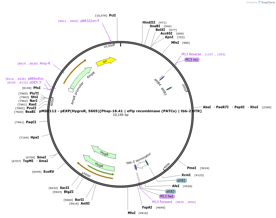 159811-plasmid-map-sequence-id-317253