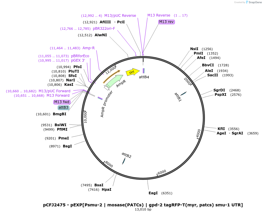 159813-plasmid-map-sequence-id-317261