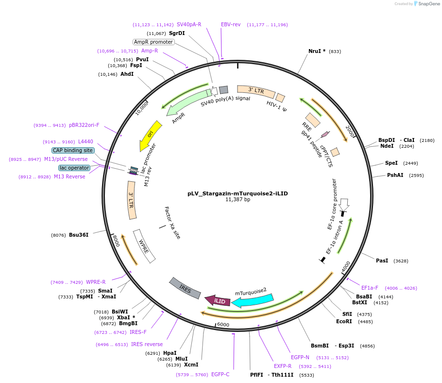 161001-plasmid-map-sequence-id-317280