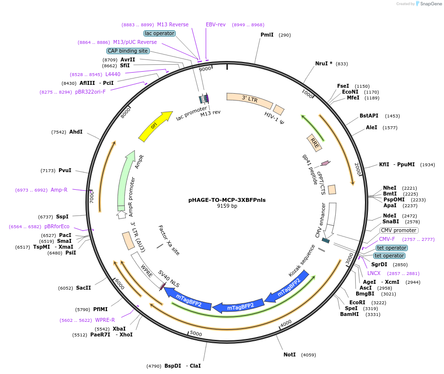 75383-plasmid-map-sequence-id-317289