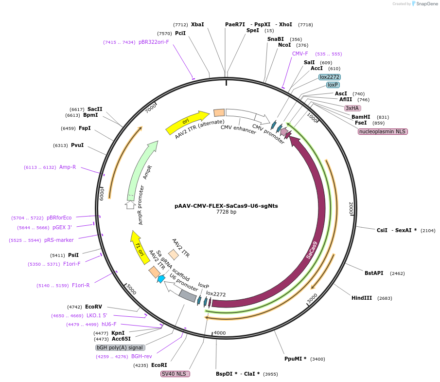 159909-plasmid-map-sequence-id-317315