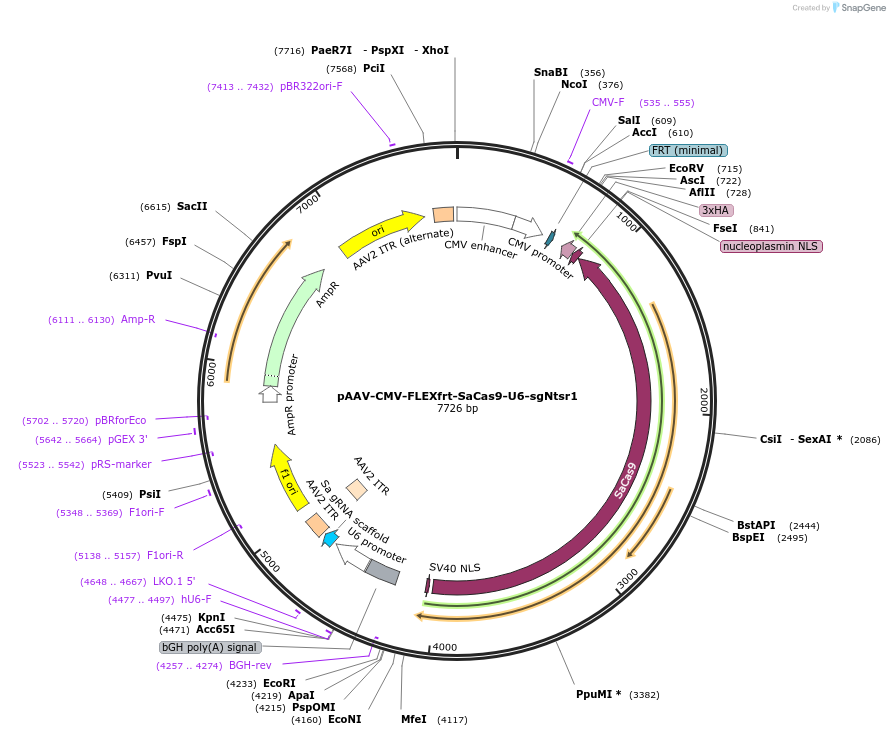 159910-plasmid-map-sequence-id-317316