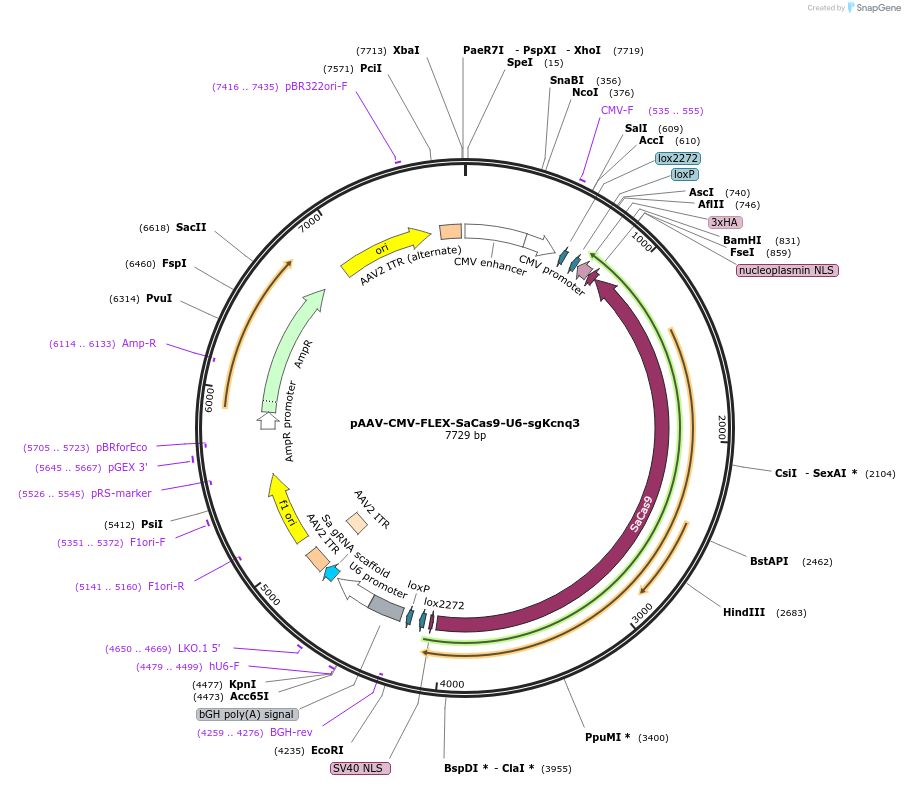 159911-plasmid-map-sequence-id-317318