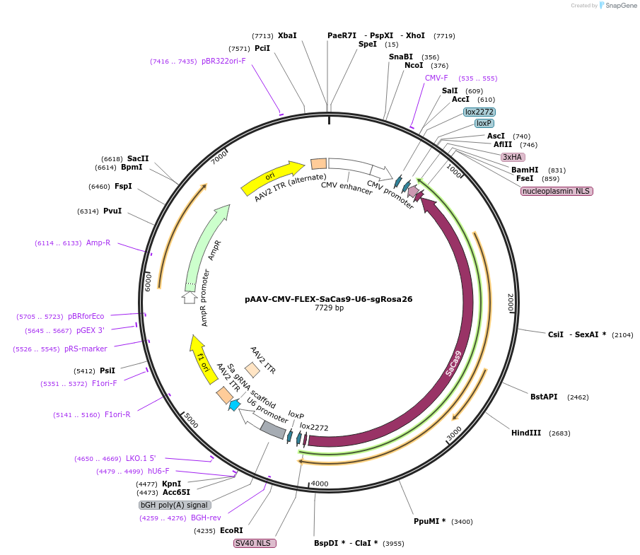 159914-plasmid-map-sequence-id-317321