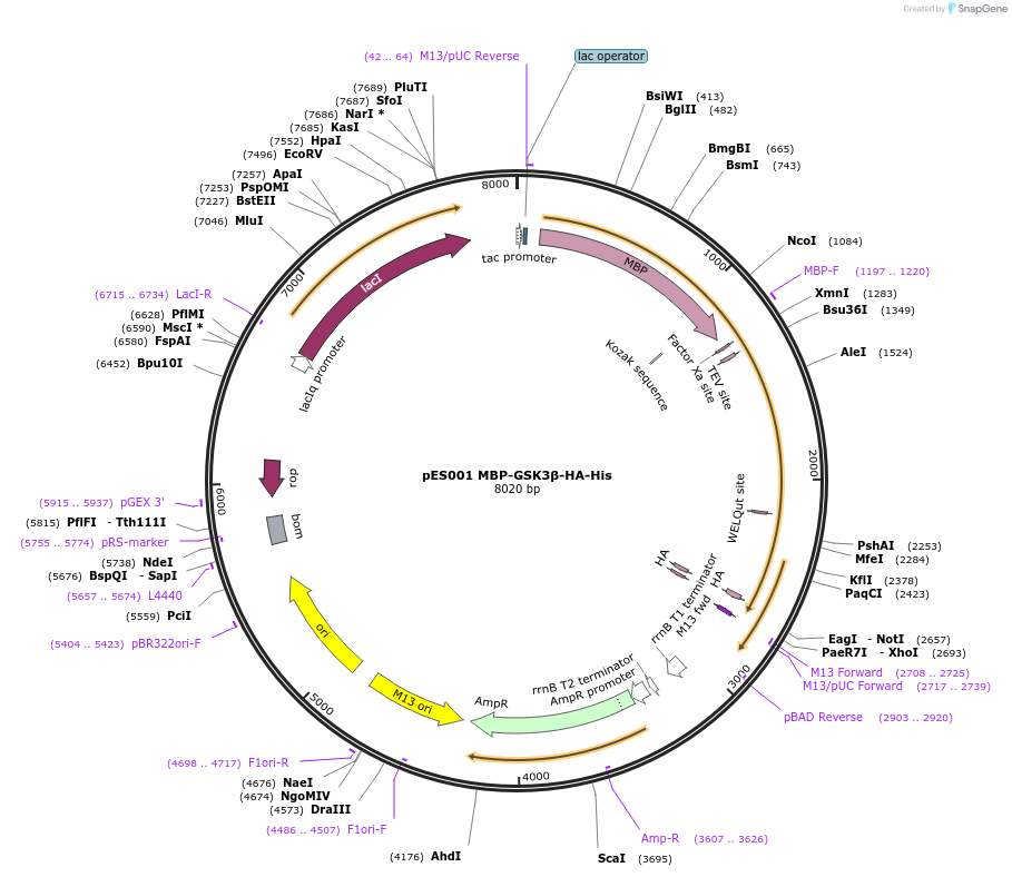 154010-plasmid-map-sequence-id-317322
