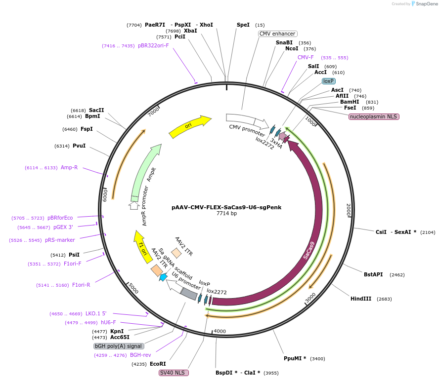 159916-plasmid-map-sequence-id-317327