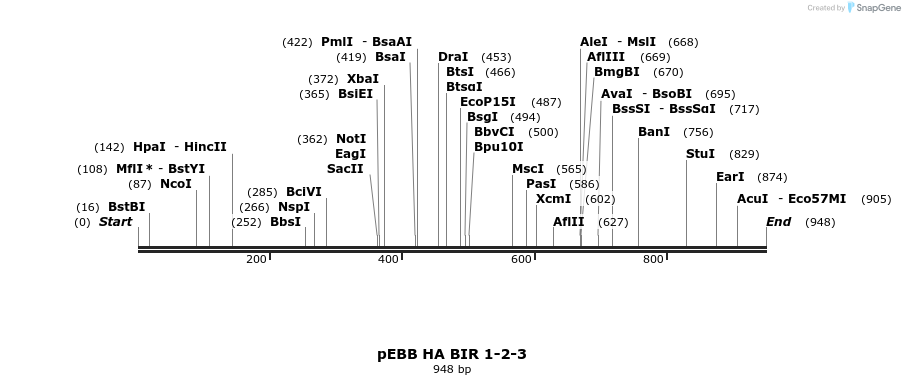 31733_map