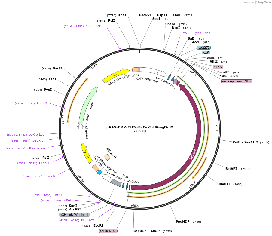 159918-plasmid-map-sequence-id-317332