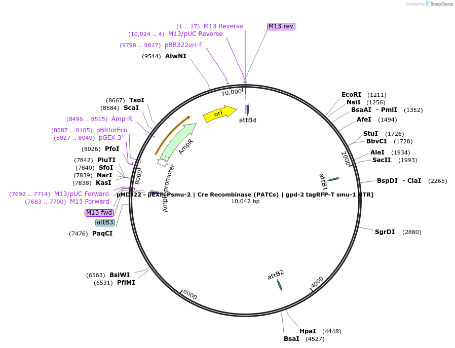 159814-plasmid-map-sequence-id-317354