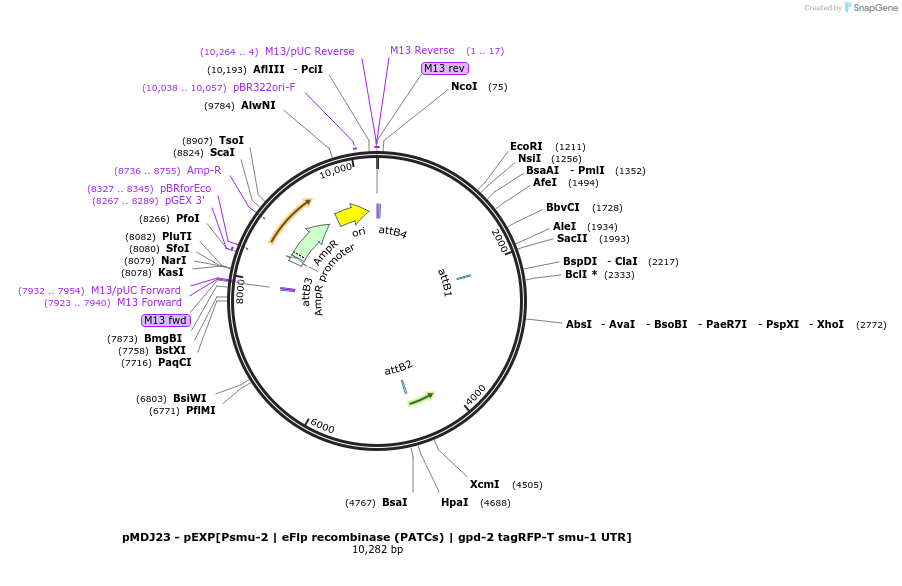 159815-plasmid-map-sequence-id-317361