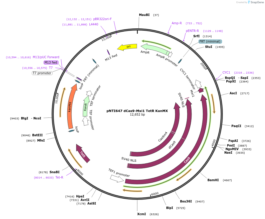 139474-plasmid-map-sequence-id-317362