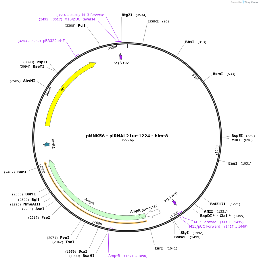 159819-plasmid-map-sequence-id-317371