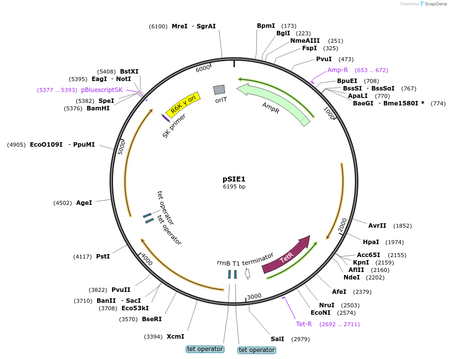 136355-plasmid-map-sequence-id-317373