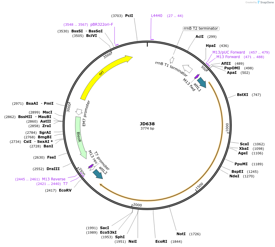 160395-plasmid-map-sequence-id-317401