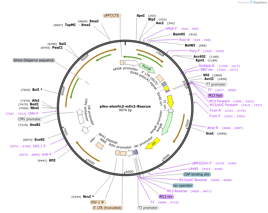 160655-plasmid-map-sequence-id-317403