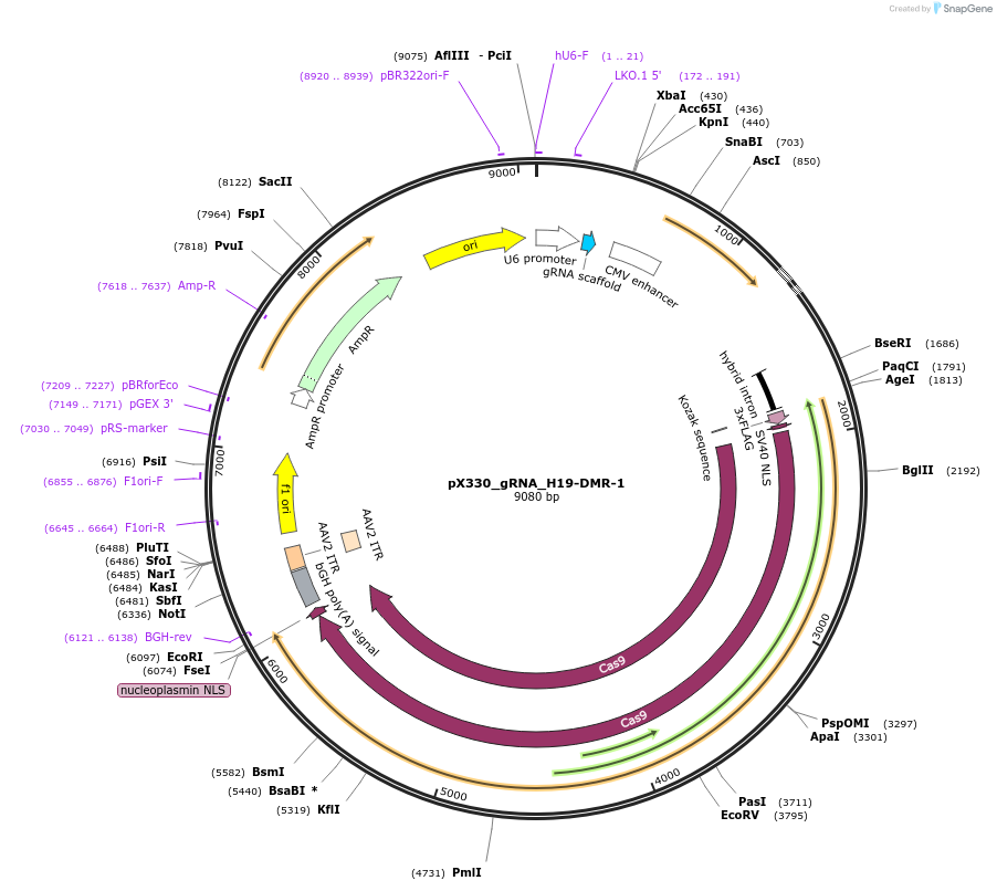 159929-plasmid-map-sequence-id-317418