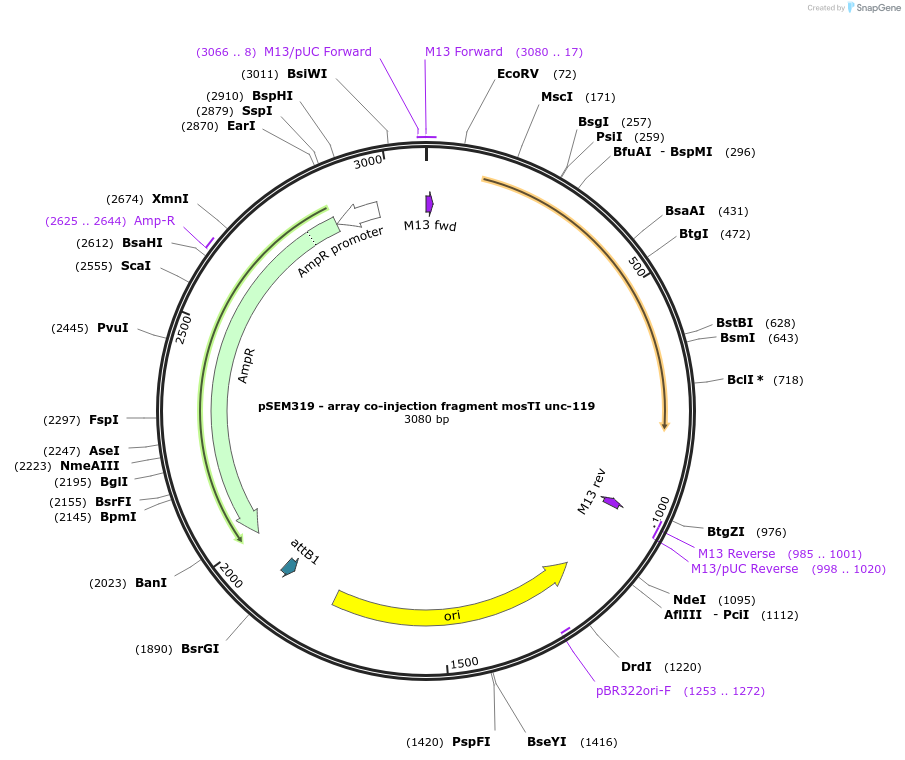 159823-plasmid-map-sequence-id-317424