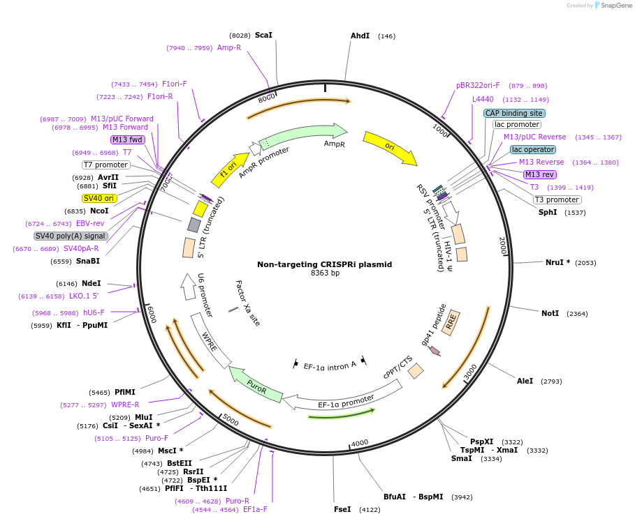 154891-plasmid-map-sequence-id-317443