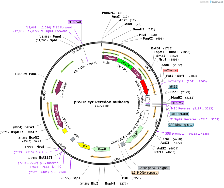 161743-plasmid-map-sequence-id-317502