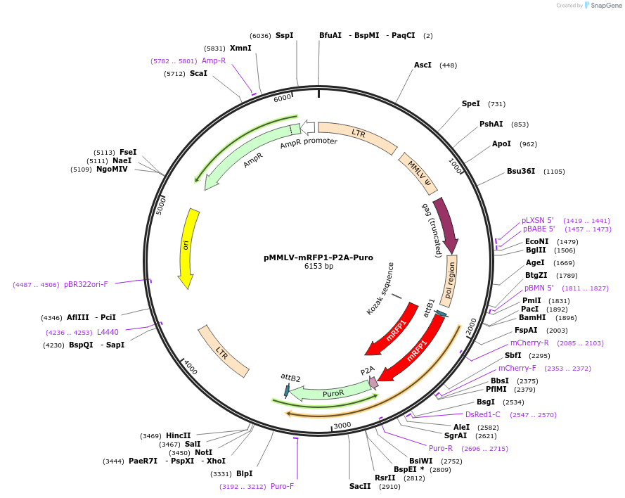 160228-plasmid-map-sequence-id-317507