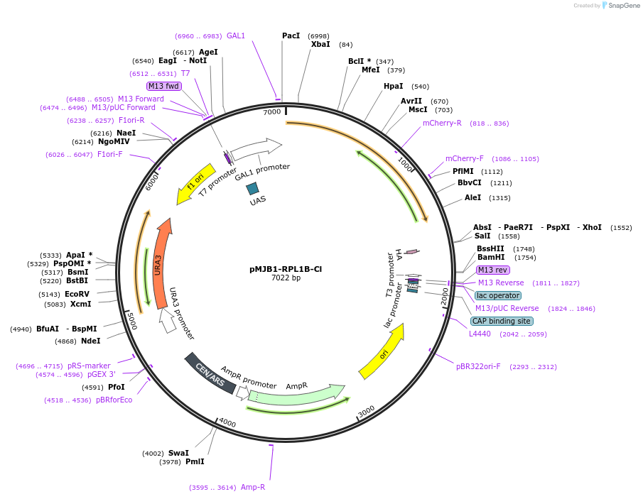 160430-plasmid-map-sequence-id-317510