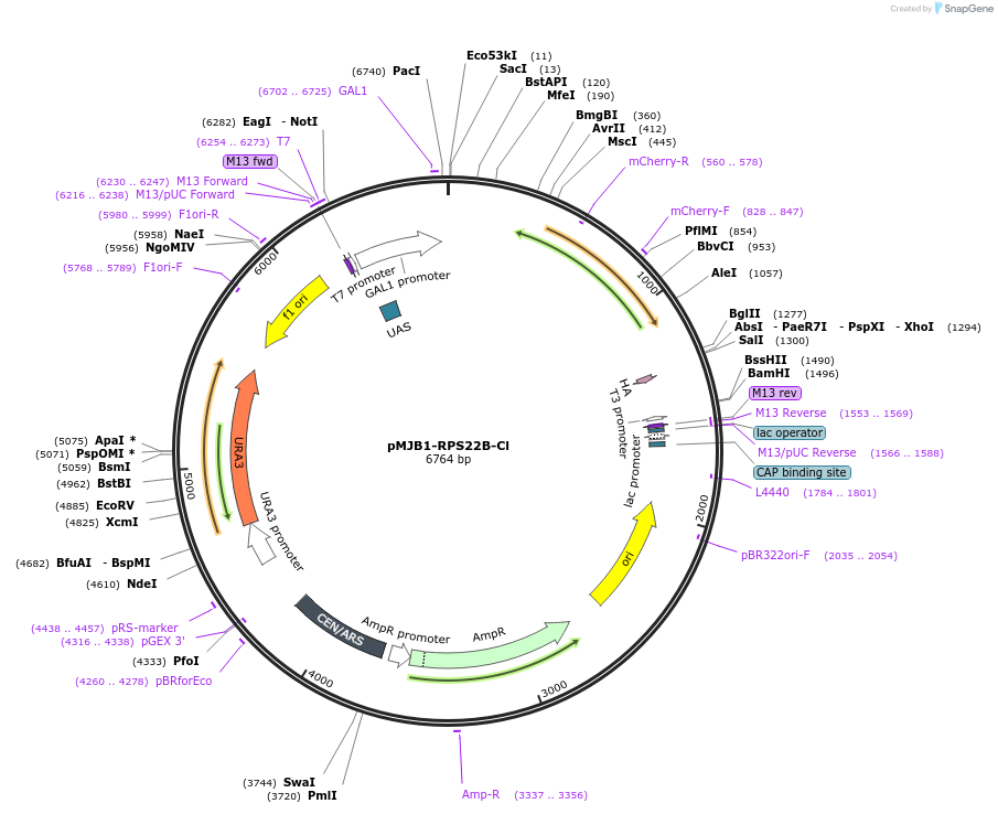 160431-plasmid-map-sequence-id-317512