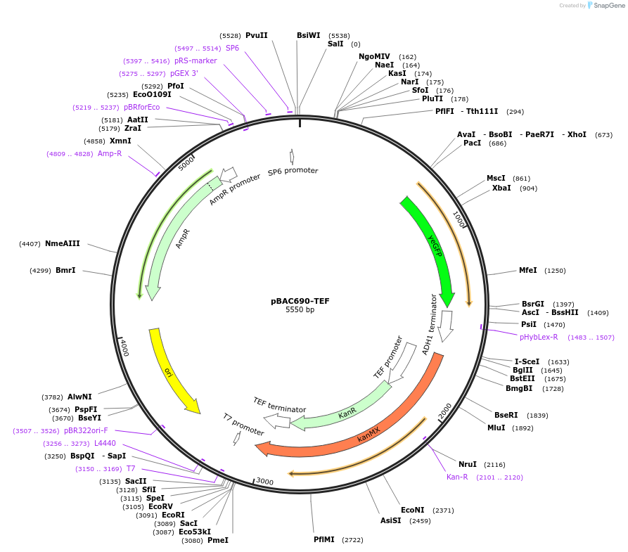 160432-plasmid-map-sequence-id-317513