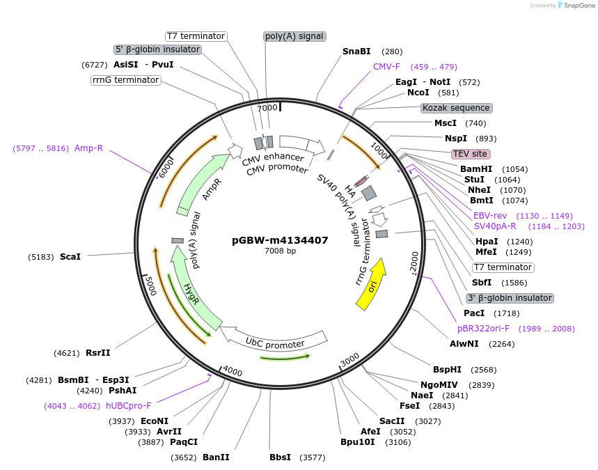 152787-plasmid-map-sequence-id-317515