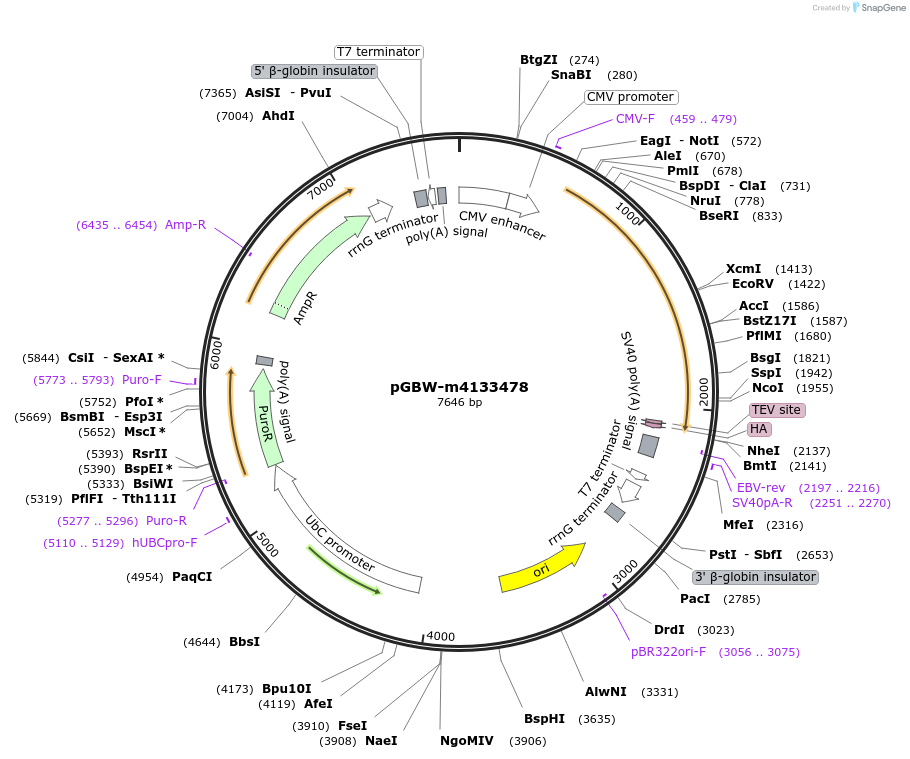 152804-plasmid-map-sequence-id-317517