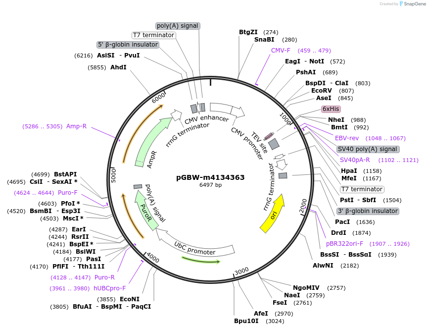 152823-plasmid-map-sequence-id-317520
