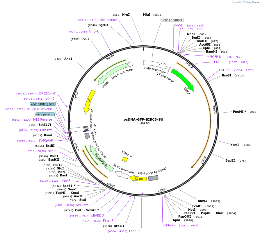 160699-plasmid-map-sequence-id-317523