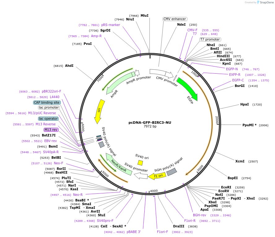 160698-plasmid-map-sequence-id-317524