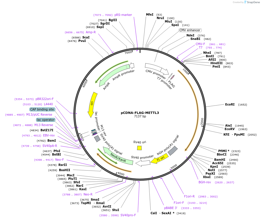 160250-plasmid-map-sequence-id-317531