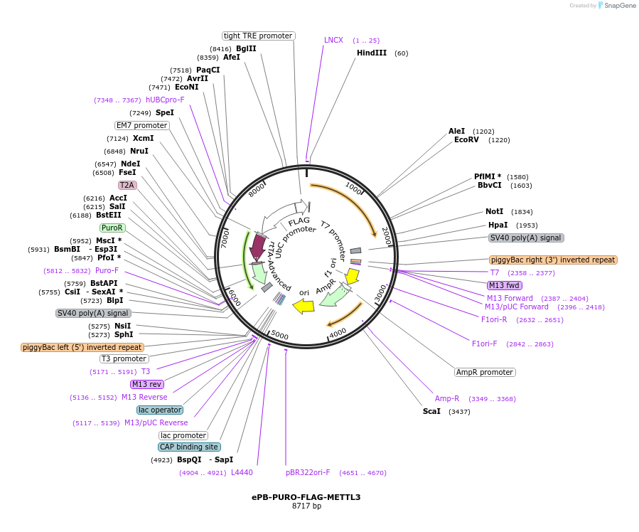 160252-plasmid-map-sequence-id-317542