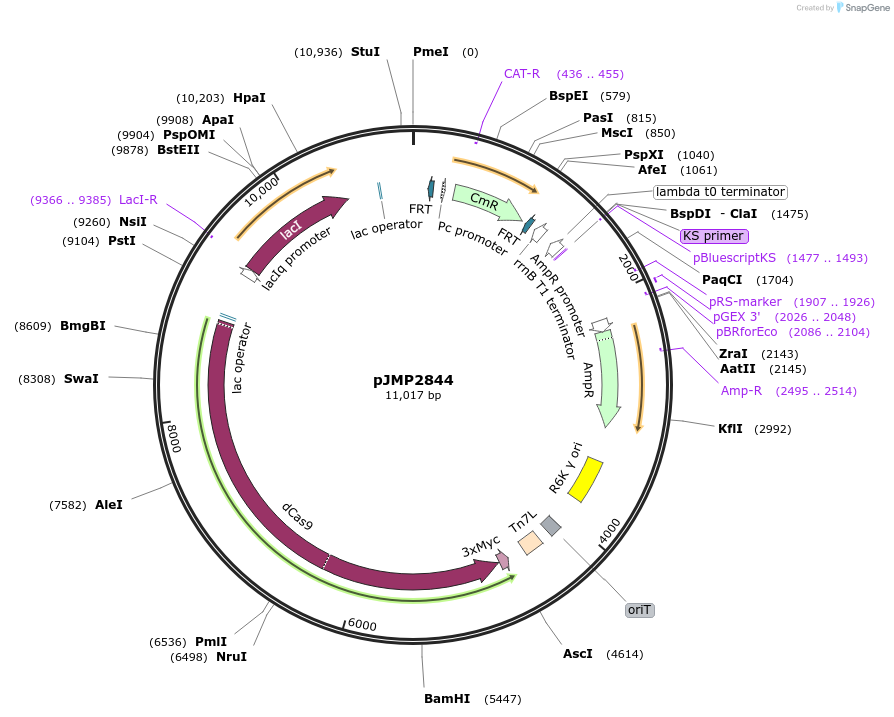 160675-plasmid-map-sequence-id-317543