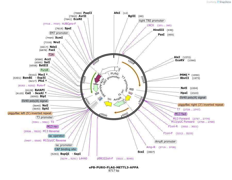160253-plasmid-map-sequence-id-317544