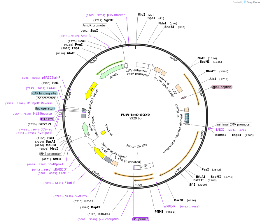 141404-plasmid-map-sequence-id-317546