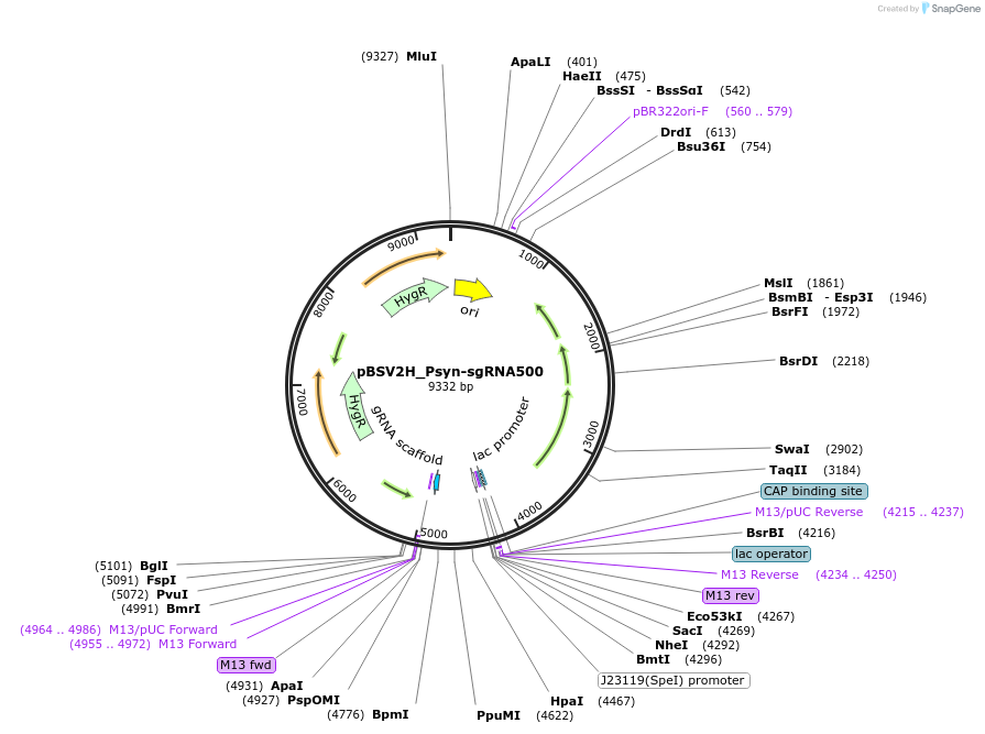 149559-plasmid-map-sequence-id-317621