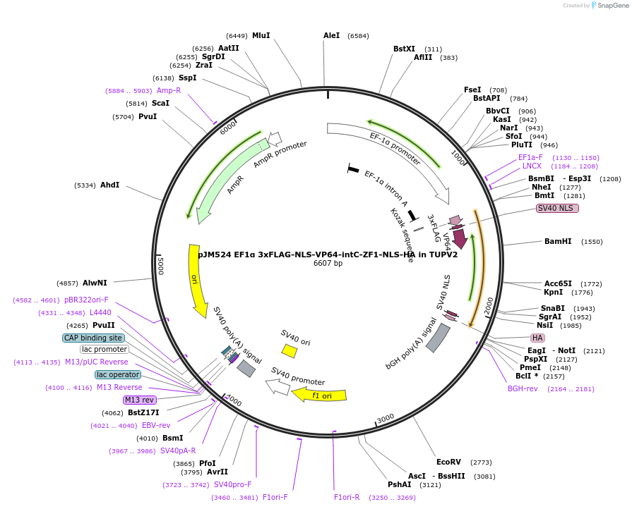 161553-plasmid-map-sequence-id-317636
