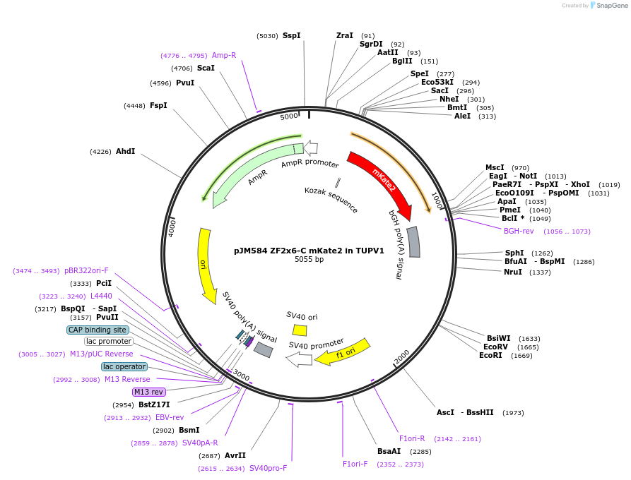 161528-plasmid-map-sequence-id-317648
