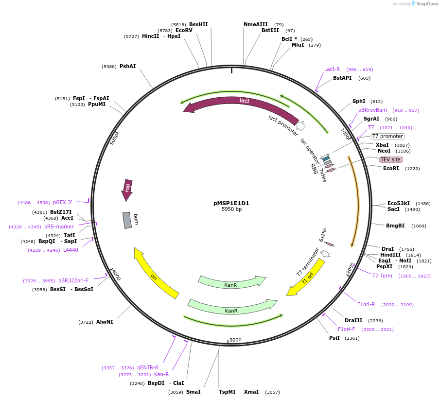 161605-plasmid-map-sequence-id-317650