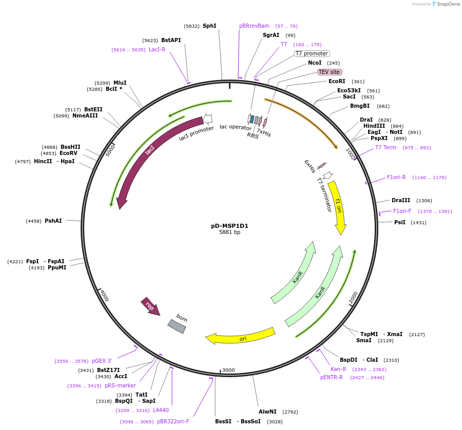 161607-plasmid-map-sequence-id-317653