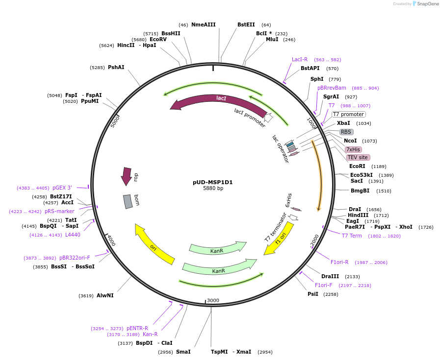 161608-plasmid-map-sequence-id-317655