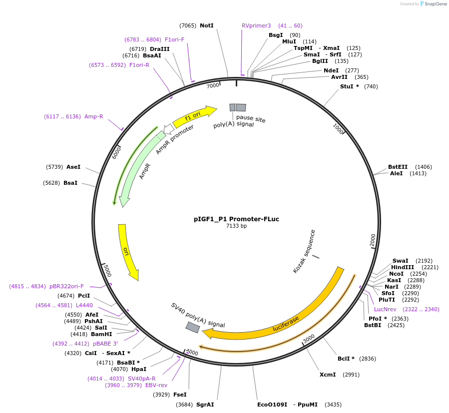 154266-plasmid-map-sequence-id-317665