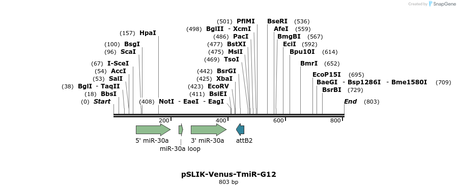 31767_map