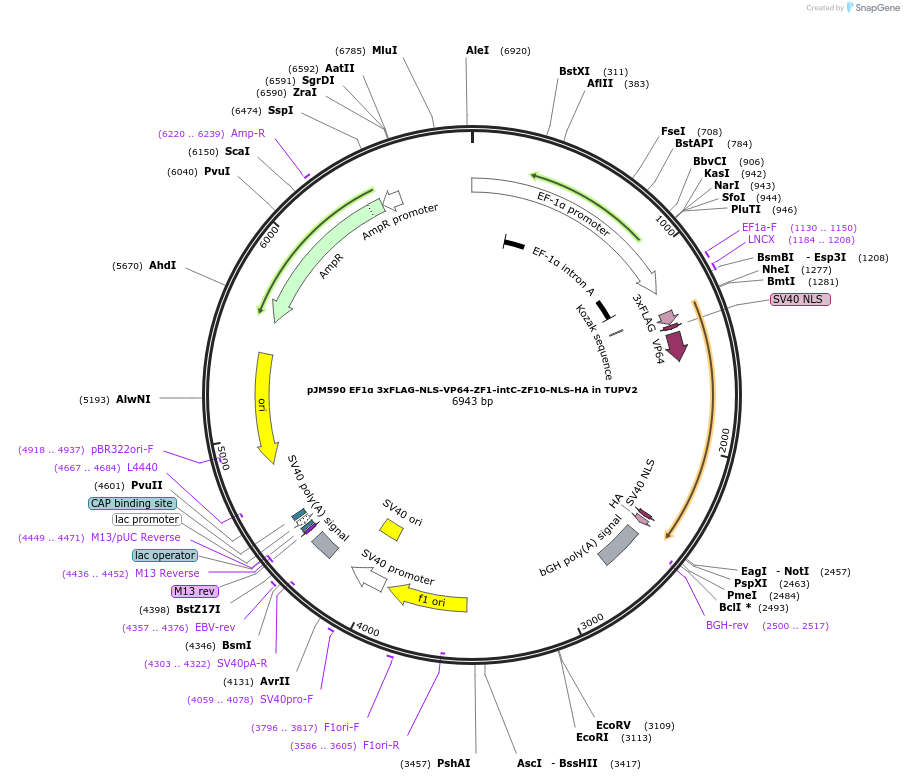 161566-plasmid-map-sequence-id-317681
