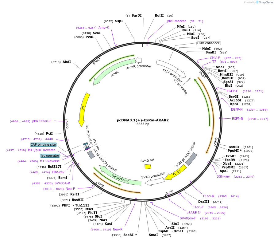 161753-plasmid-map-sequence-id-317683
