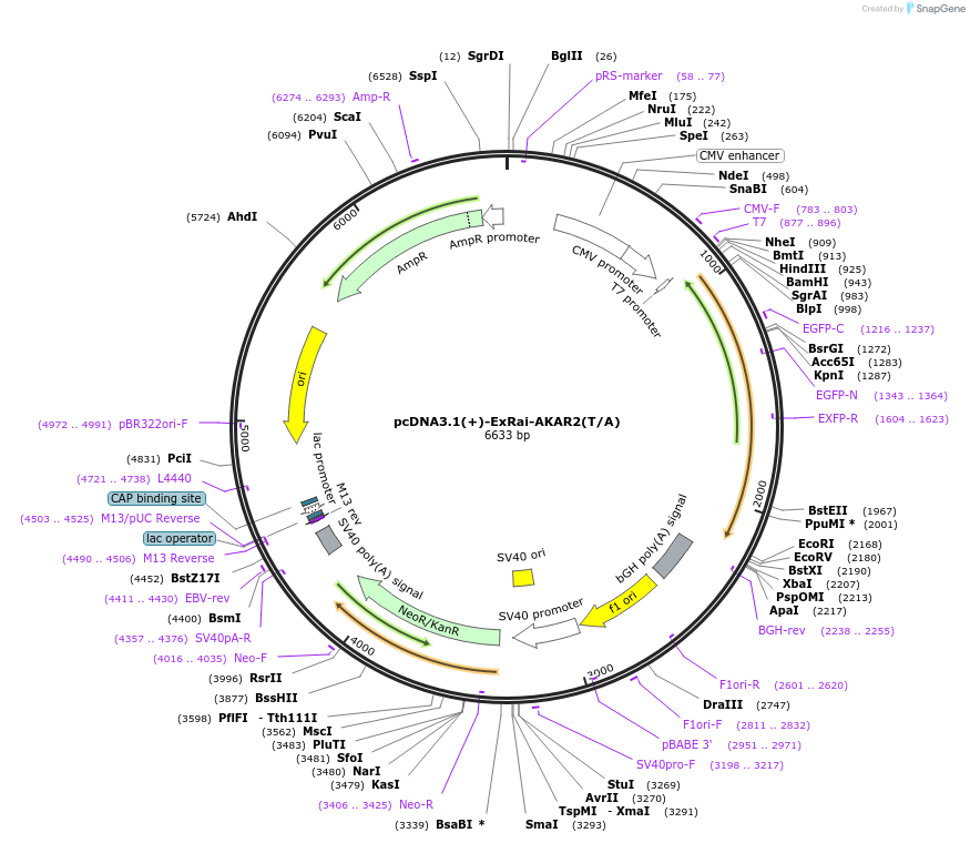 161754-plasmid-map-sequence-id-317687